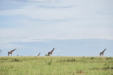 Giraffe 4K Wallpaper · animals · 3840×2560