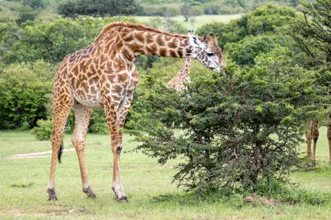 जिराफ़ 4K वॉलपेपर · animals · 3840×2560