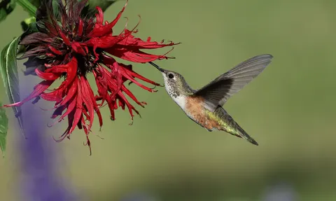 Sfondo Colibrì 4K · animals · 3840×2294