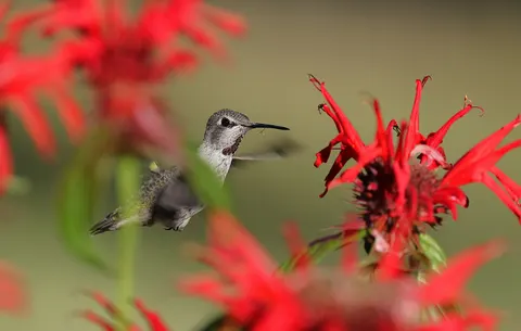 Fond d'écran Colibri 4K · animals · 3840×2442