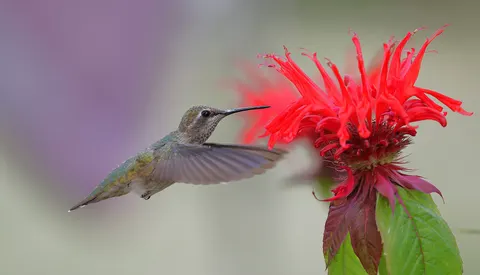 蜂鳥 4K桌布 · animals · 3840×2200