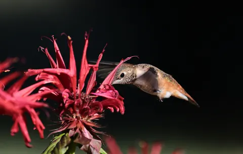 हमिंगबर्ड 4K वॉलपेपर · animals · 3840×2429
