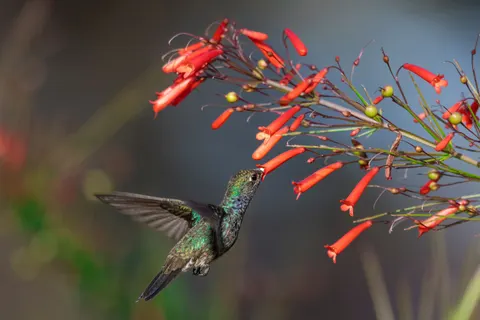 خلفية طائر طنان بدقة 4K · animals · 3840×2560