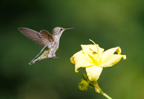 Hình nền Chim ruồi 4K · animals · 3840×2647