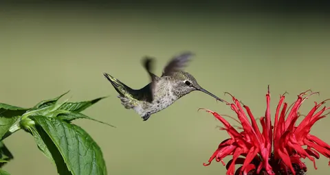Sfondo Colibrì 4K · animals · 3840×2041