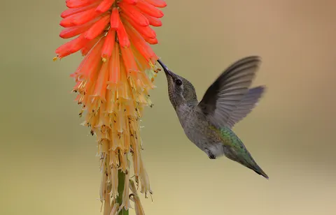 Kolibri 4K Hintergrundbild · animals · 3840×2463