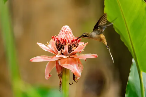 Fond d'écran Colibri 4K · animals · 3840×2560