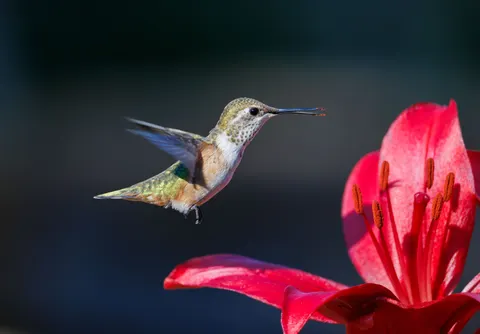 Sfondo Colibrì 4K · animals · 3840×2671