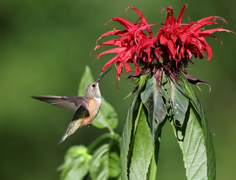 Hummingbird 4K Wallpaper · animals · 3840×2933
