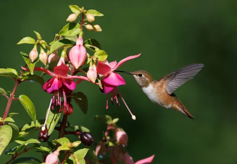 Hummingbird 4K Wallpaper · animals · 3840×2667