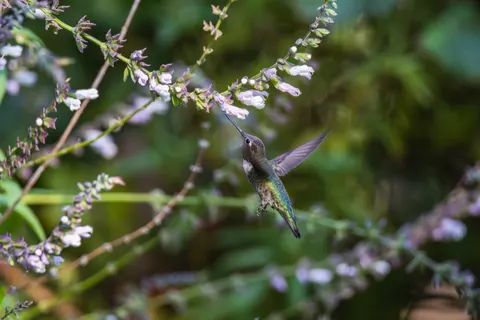 Hummingbird 4K Wallpaper · animals · 3840×2560
