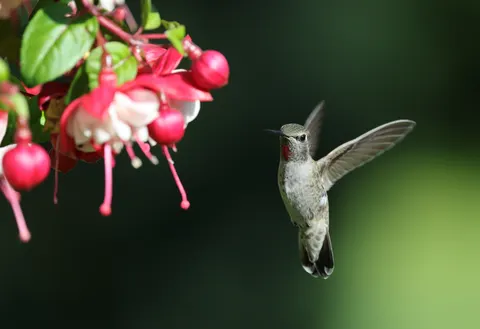 Hummingbird 4K Wallpaper · animals · 3840×2629