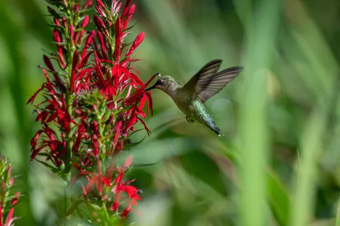 Sfondo Colibrì 4K · animals · 3840×2563