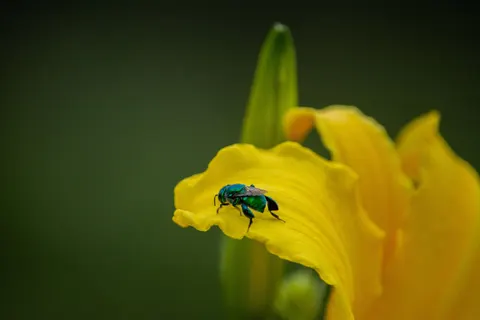 蜂鳥 4K桌布 · animals · 3840×2560