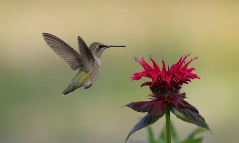 Hummingbird 4K Wallpaper · animals · 3840×2307