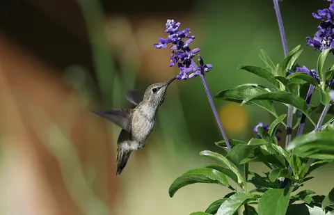 والپیپر مرغ مگس‌خوار با کیفیت 4K · animals · 3840×2472