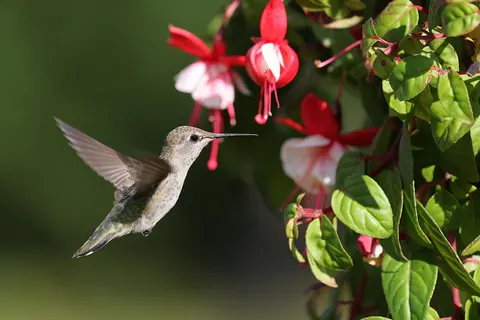 Hummingbird 4K Wallpaper · animals · 3840×2561