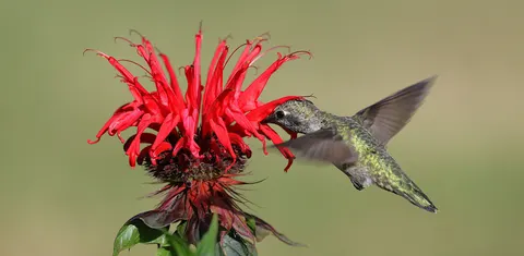 والپیپر مرغ مگس‌خوار با کیفیت 4K · animals · 3840×1880