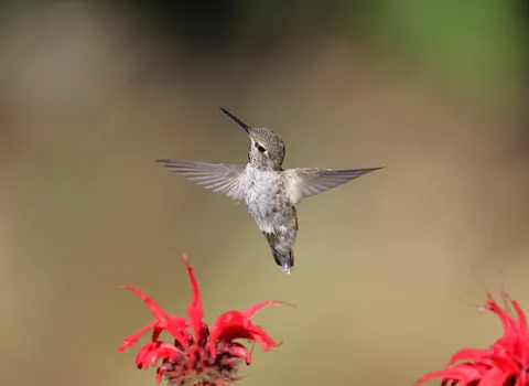 خلفية طائر طنان بدقة 4K · animals · 3840×2803