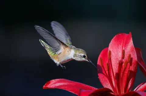 Kolibrie 4K-achtergrond · animals · 3840×2522