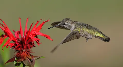 والپیپر مرغ مگس‌خوار با کیفیت 4K · animals · 3840×2079