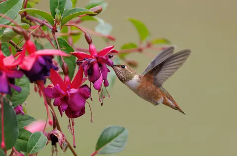 Hummingbird 4K Wallpaper · animals · 3840×2536
