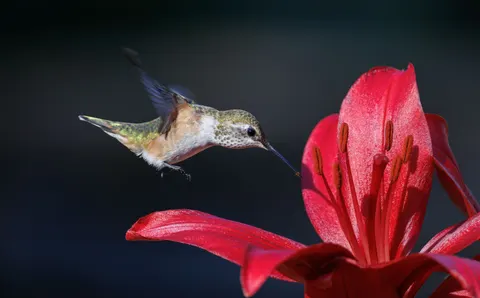 Hummingbird 4K Wallpaper · animals · 3840×2383