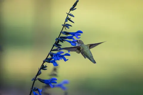 Fond d'écran Colibri 4K · animals · 3840×2560