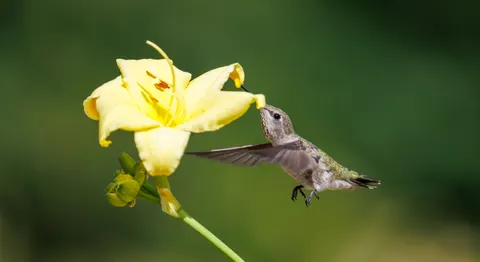 والپیپر مرغ مگس‌خوار با کیفیت 4K · animals · 3840×2093