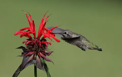 والپیپر مرغ مگس‌خوار با کیفیت 4K · animals · 3840×2429