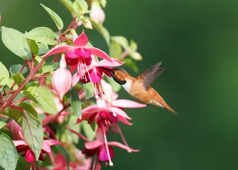 Hummingbird 4K Wallpaper · animals · 3840×2739