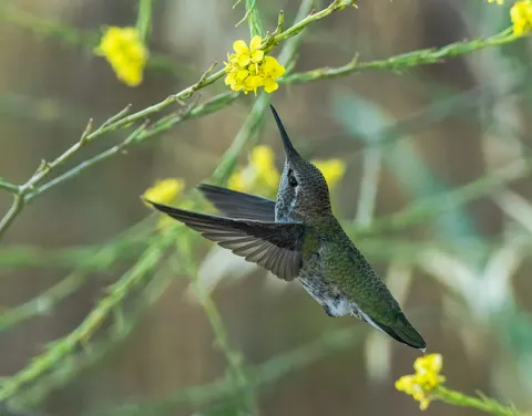 والپیپر مرغ مگس‌خوار با کیفیت 4K · animals · 3840×3008