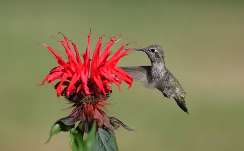 Hummingbird 4K Wallpaper · animals · 3840×2380