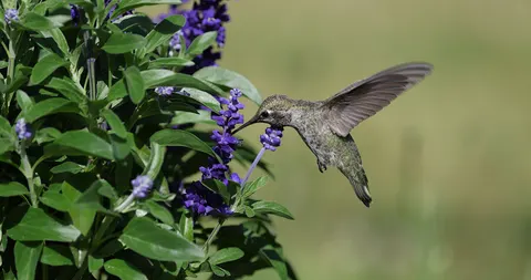 Fond d'écran Colibri 4K · animals · 3840×2029