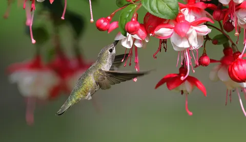 Wallpaper Burung Kolibri 4K · animals · 3840×2225