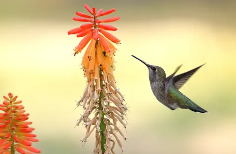 والپیپر مرغ مگس‌خوار با کیفیت 4K · animals · 3840×2512