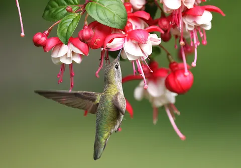 हमिंगबर्ड 4K वॉलपेपर · animals · 3840×2667