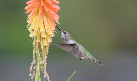 蜂鳥 4K桌布 · animals · 3840×2279