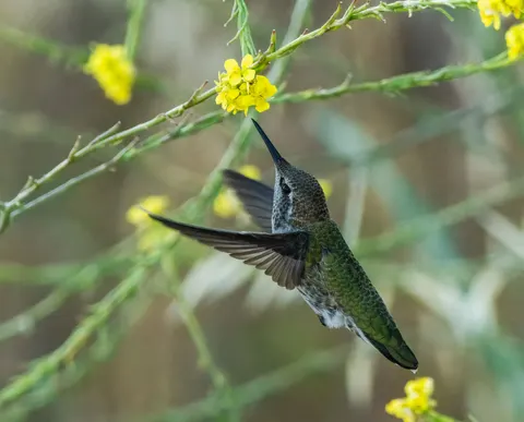 蜂鸟 4K壁纸 · animals · 3840×3093