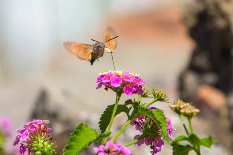 Sfondo Colibrì 4K · animals · 3840×2564