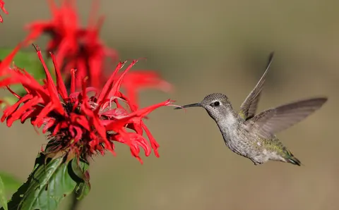 Hummingbird 4K Wallpaper · animals · 3840×2389