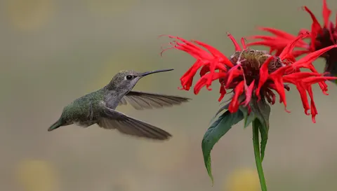 Hình nền Chim ruồi 4K · animals · 3840×2188