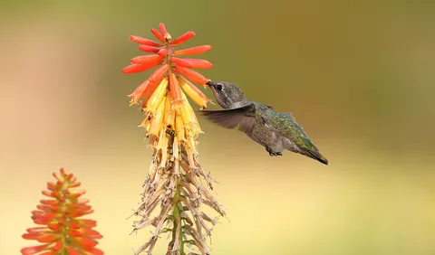 Kolibrie 4K-achtergrond · animals · 3840×2256
