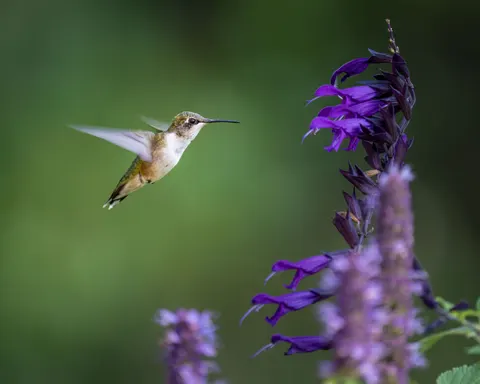 Hummingbird 4K Wallpaper · animals · 3840×3072