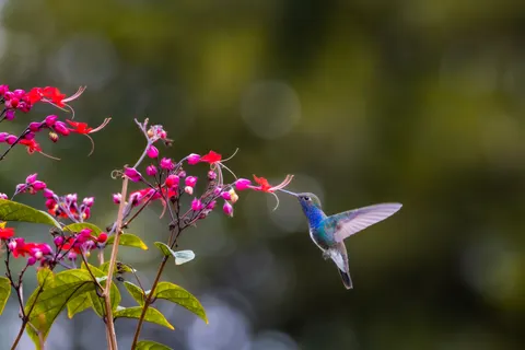 Hummingbird 4K Wallpaper · animals · 3840×2560