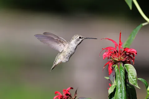 Hummingbird 4K Wallpaper · animals · 3840×2552