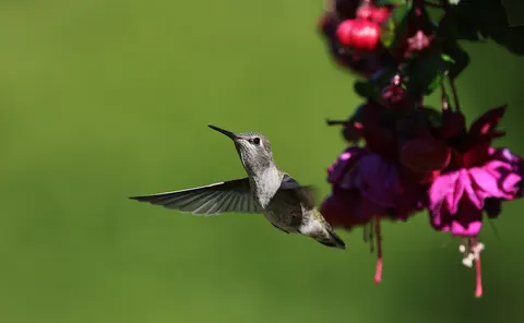 والپیپر مرغ مگس‌خوار با کیفیت 4K · animals · 3840×2370