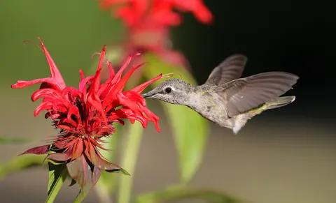 Papel de parede Beija-flor 4K · animals · 3840×2325