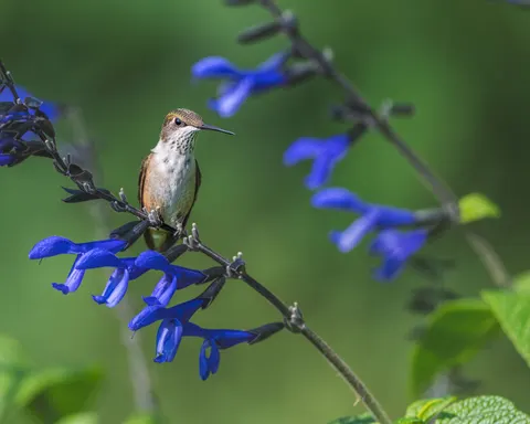 والپیپر مرغ مگس‌خوار با کیفیت 4K · animals · 3840×3072
