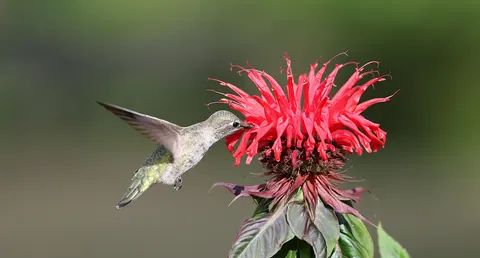 Sfondo Colibrì 4K · animals · 3840×2062